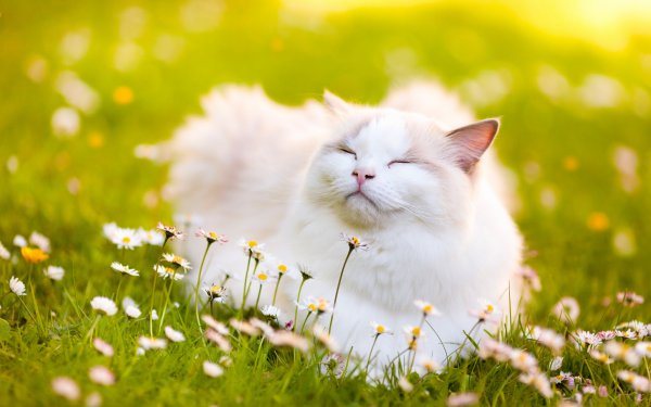 Котики лето