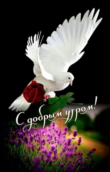Голубь счастья