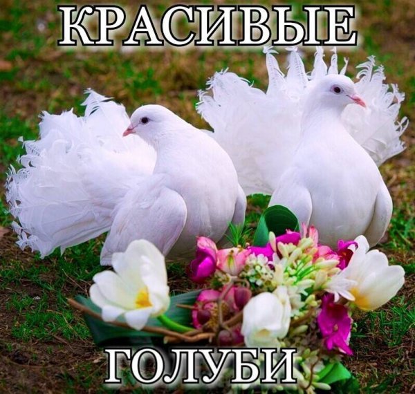 Пара голубей