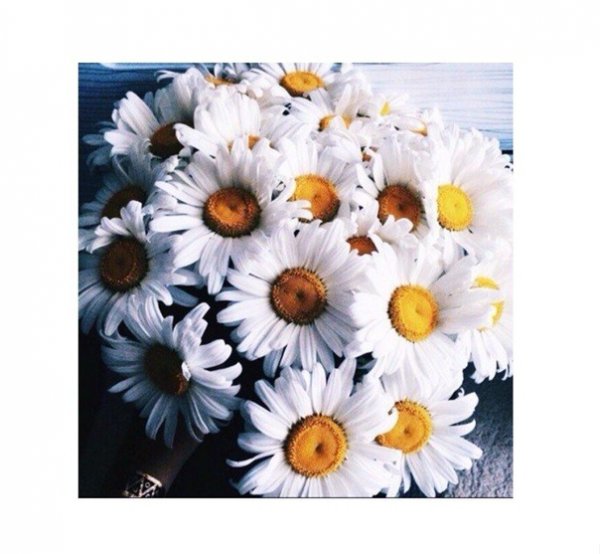 Иногда для счастья достаточно букета ромашек