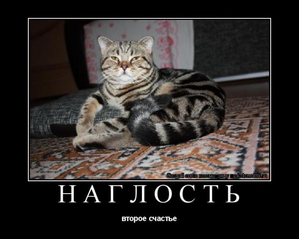 Наглость демотиваторы