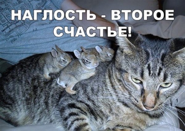Нахальство второе счастье
