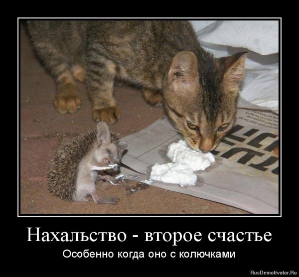 Наглость второе счастье