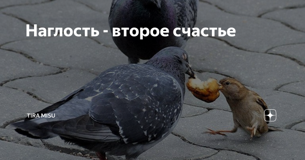 Наглость это счастье