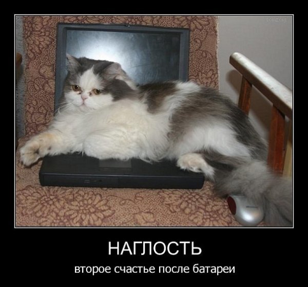 Наглость второе счастье