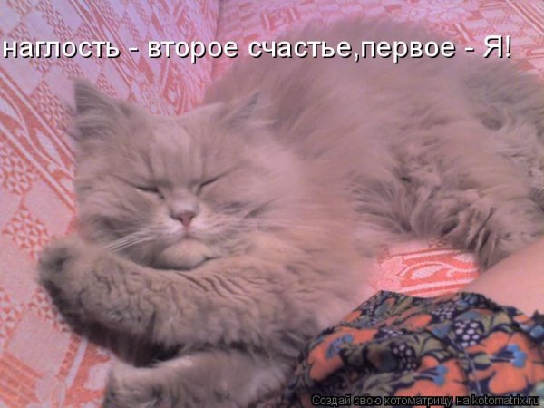 Наглость первое счастье