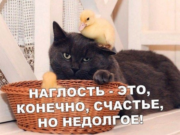 Наглость первое счастье