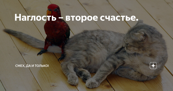 Баклан прикол