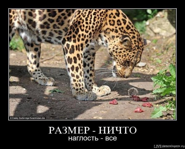 Наглая рыжая морда с надписями