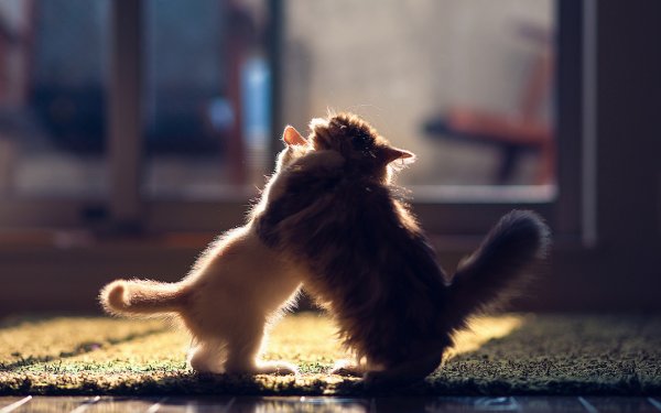 Коты обнимаются