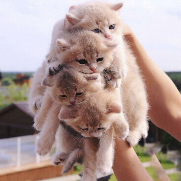 Букет из котят