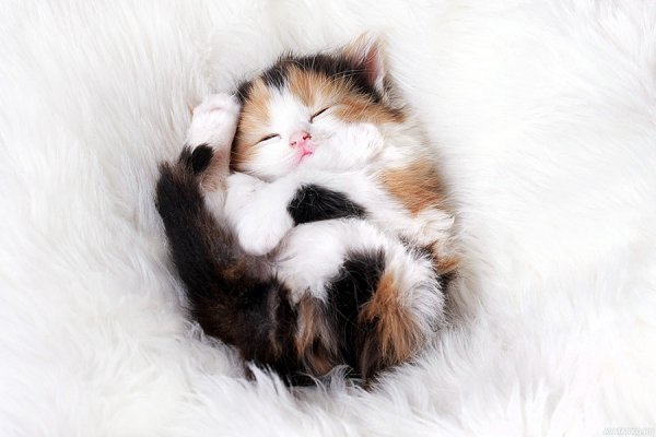 Спящие котята