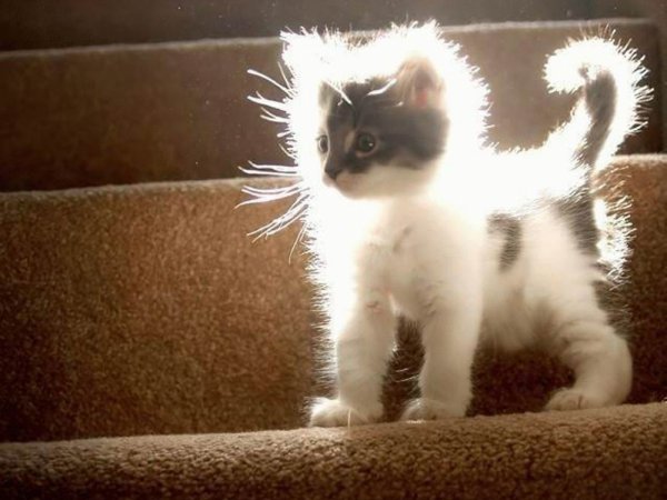 Котёнок и солнышко