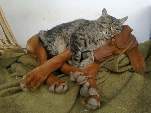 Коты спят с собаками