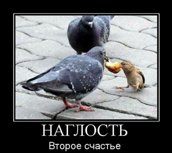 Наглость это счастье