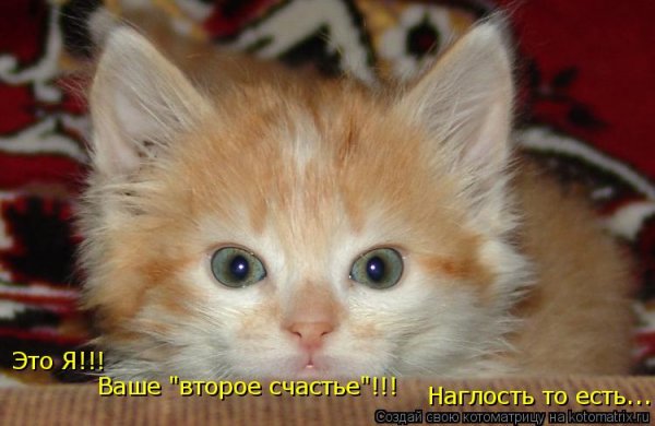 Наглость это счастье
