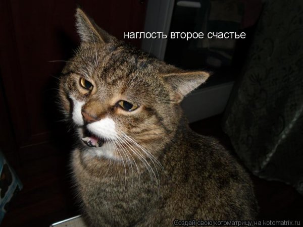 Наглость второе счастье фото