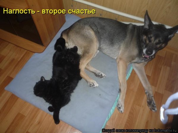 Наглость второе счастье