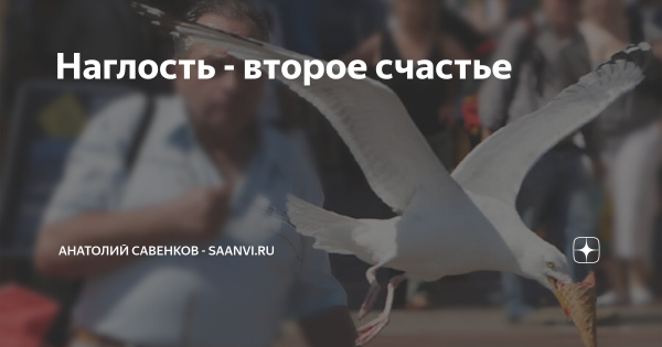 Наглость-второе счастье высказывания