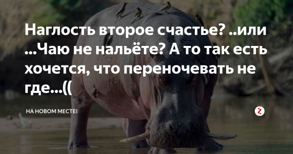 Наглость это счастье