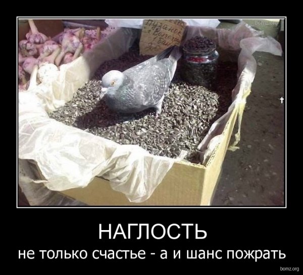 Если б я имел коня это был бы номер