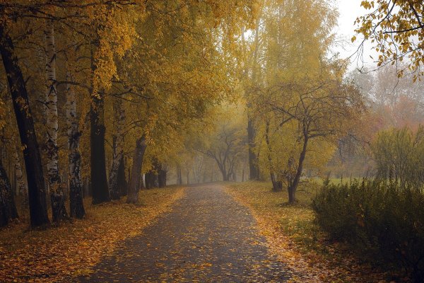 Раннее утро осень