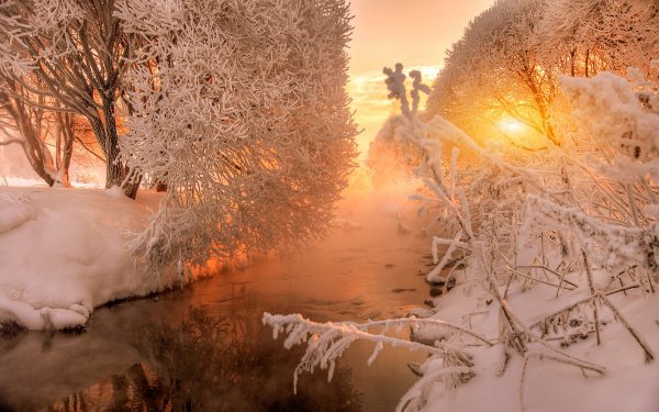 Зимний лес