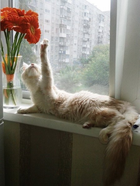 Веселое утро