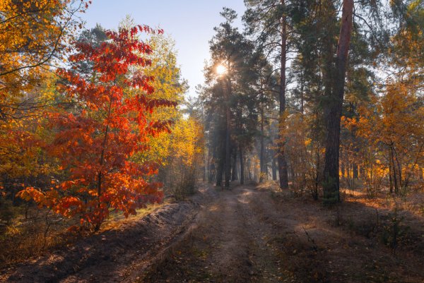Пейзаж Октябрьский лес
