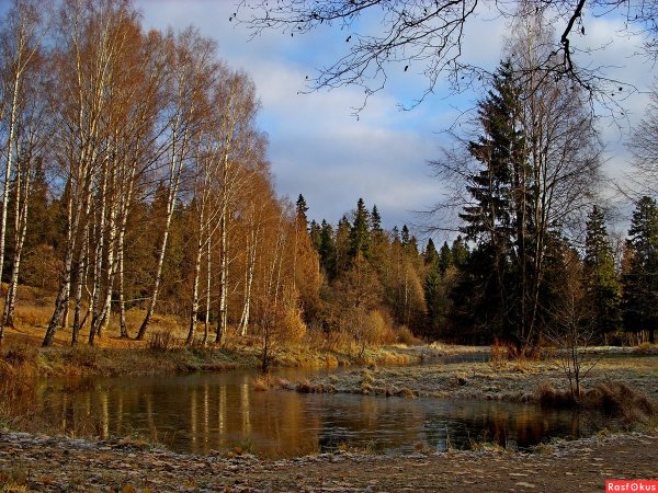 Октябрьское утро в лесу