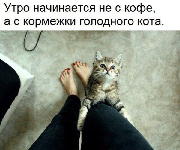 Утро начинается с котиков