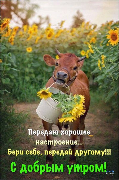 Корова с венком на голове