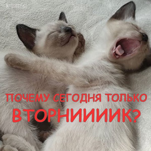 Доброе утро вторника