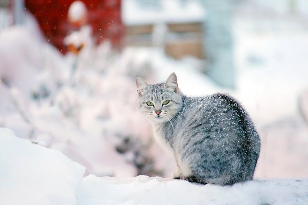Доброе Снежное утро кот