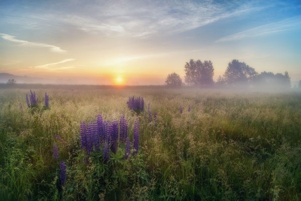 Летний рассвет