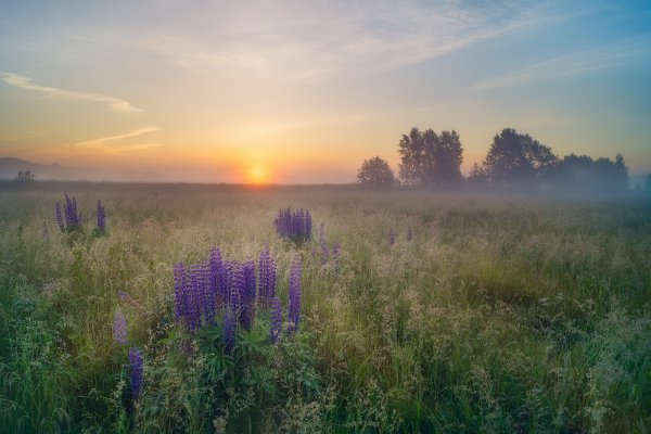 Раннее летнее утро