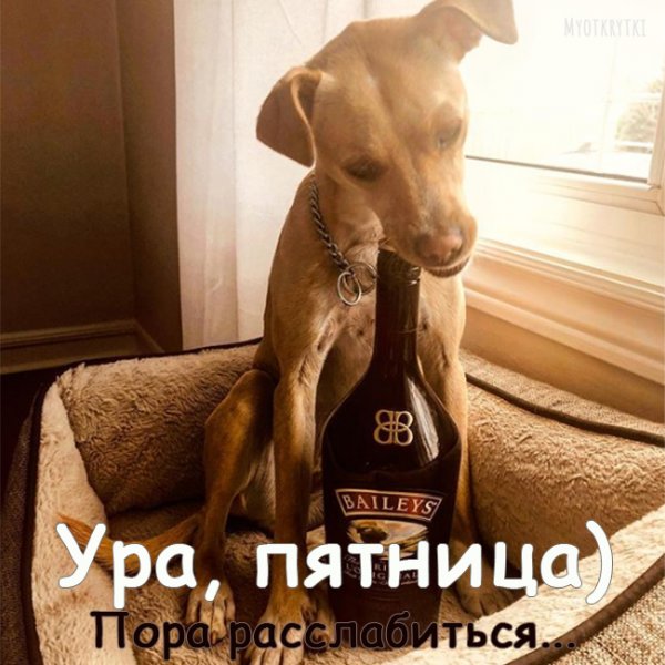 Доброе утро пятницы прикольные