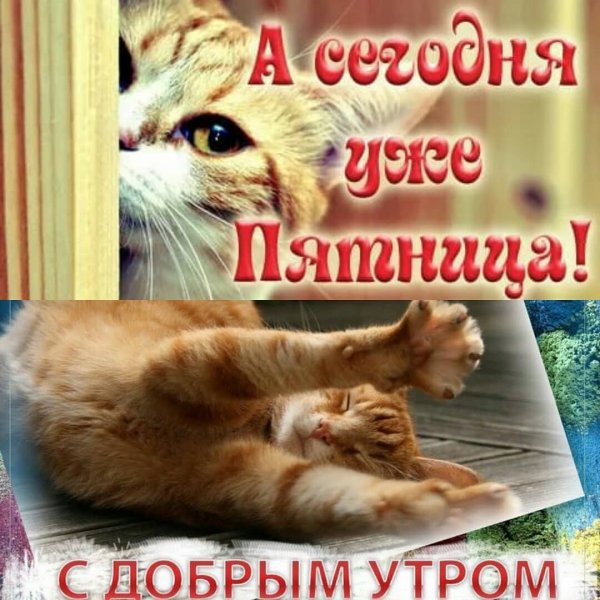 Доброе утро пятница животные