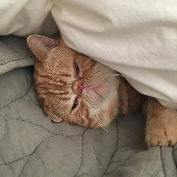 Кошечка проснулась