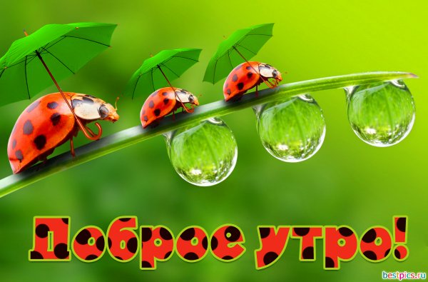 Доброе утро Божья коровка