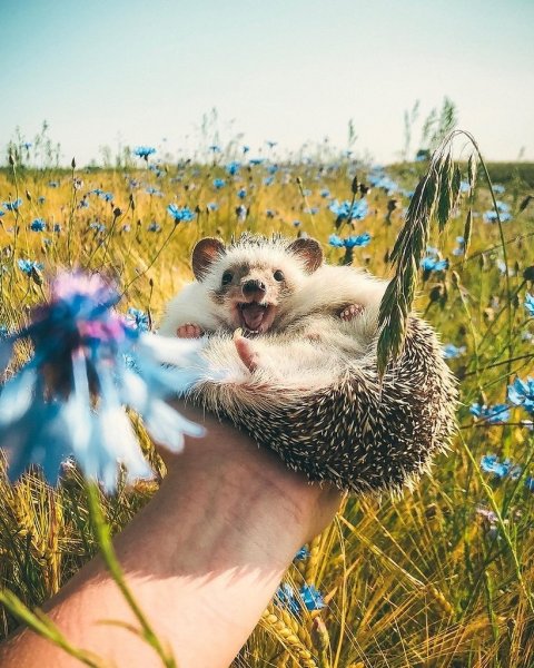 Животные летом