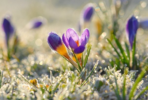 Утренняя природа весной