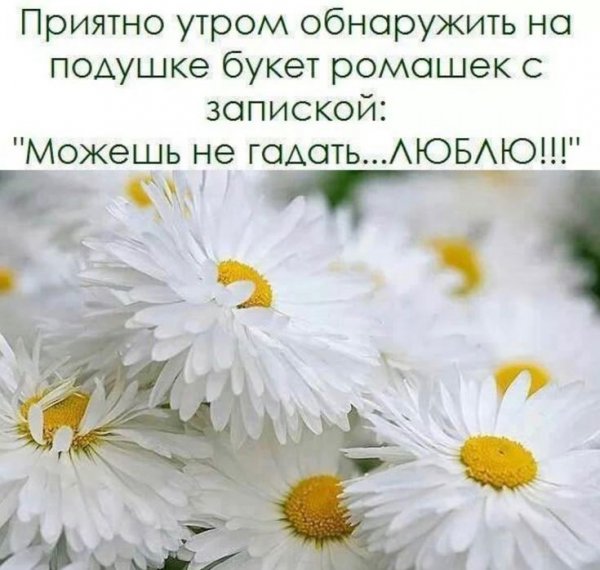 Высказывания о цветах