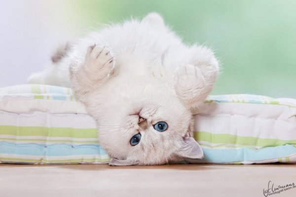 Доброе утро котенок