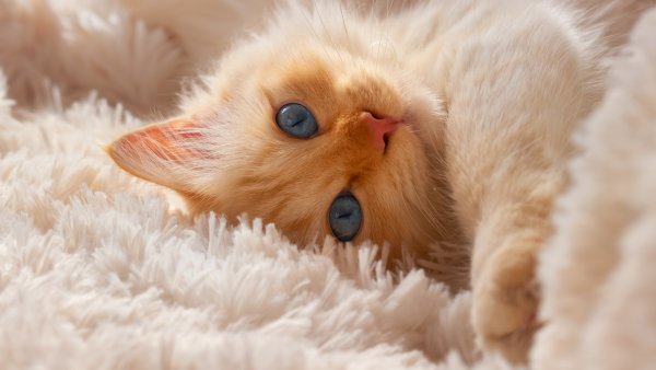 Доброе утро котенок
