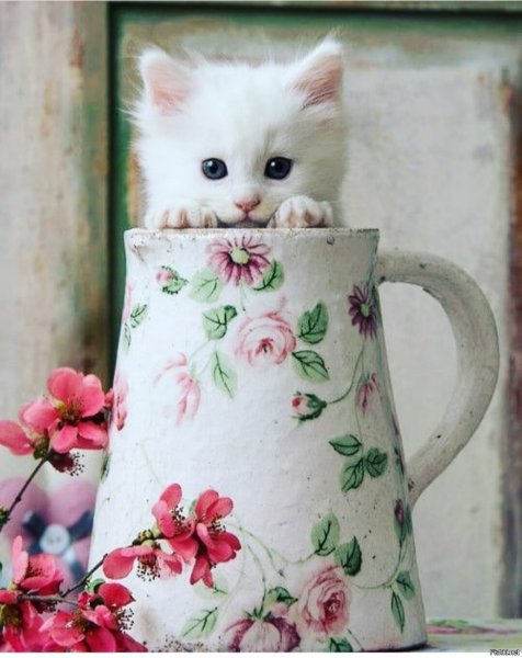 Белый котенок в цветах