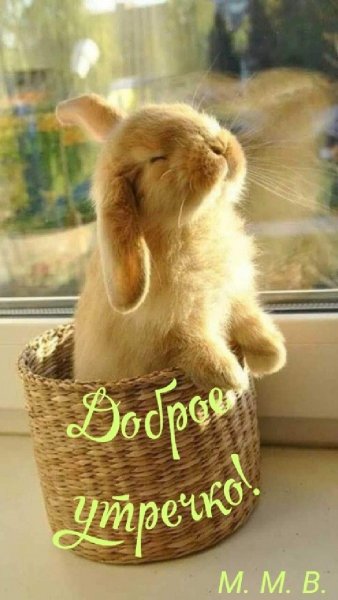 Доброе утро кролик