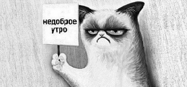 Недоброе утро кот