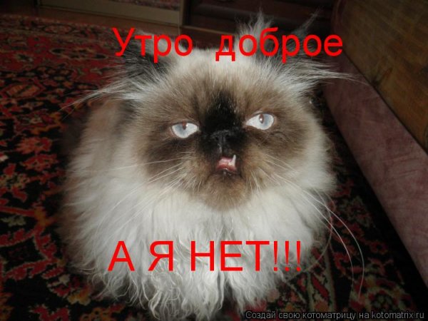 Недовольный кот с утра