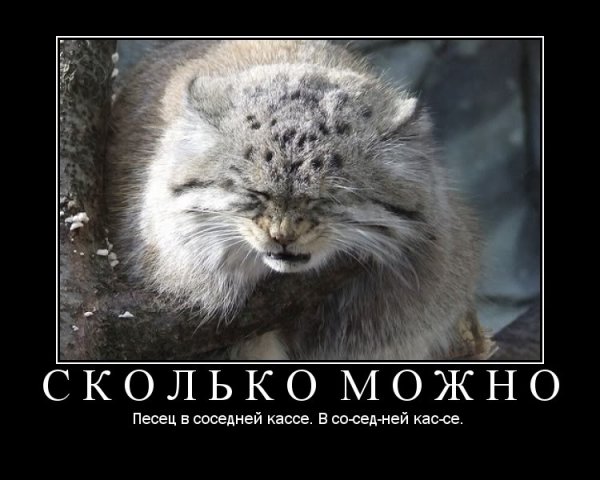 Манул погладь кота